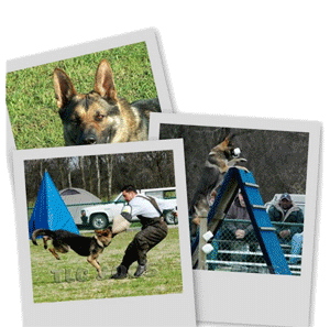 german shepherd breeders - Some of our German Shepherds